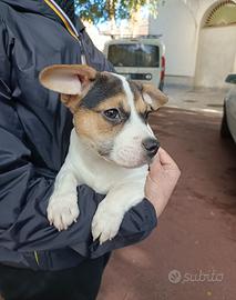 Alvin: cucciolo di taglia piccola