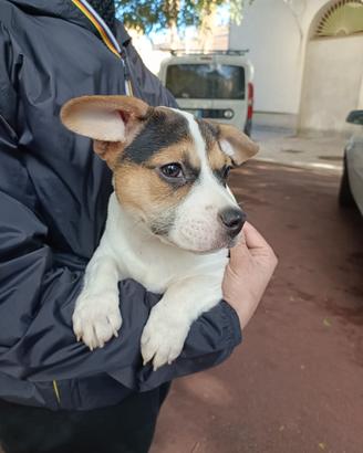 Alvin: cucciolo di taglia piccola
