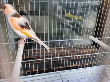 Incardellato maschio pezzato