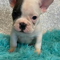 Bulldog francese