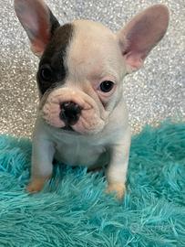 Bulldog francese