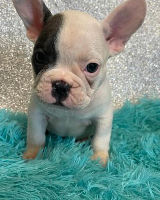 Bulldog francese