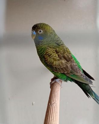 Cocorite mutazioni comuni e altre mutazioni