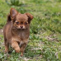 Cucciolo di chihuahua toy