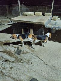 Beagle cuccioli
