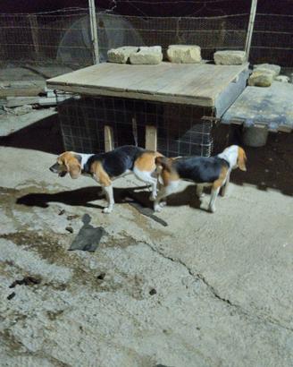 Beagle cuccioli