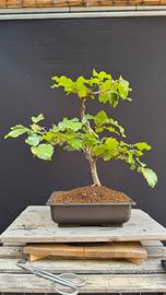 Bonsai faggio
