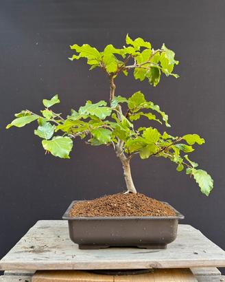 Bonsai faggio