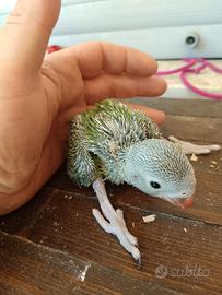 Circa 1 mese di vita