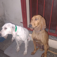 Cuccioli da seguita - Segugio Fulvo x Porcelaine