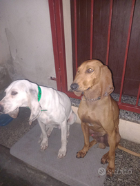 Cuccioli da seguita - Segugio Fulvo x Porcelaine