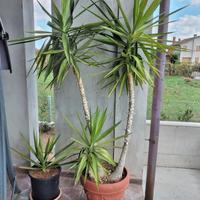 piante Yucca 