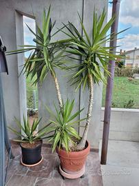 piante Yucca 