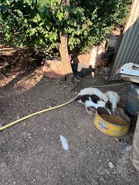 Anatre mute e galline ornamentali