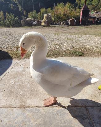 Oca di 6 mesi