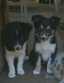 Border collie
