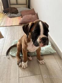Vendita cuccioli Boxer