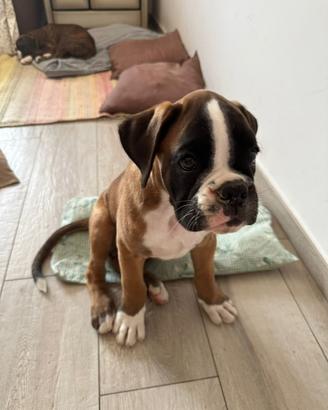 Vendita cuccioli Boxer
