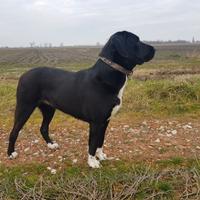 Pastore Asia Centrale-Alabay