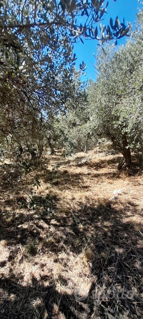 Terreno uliveto - Vista 4