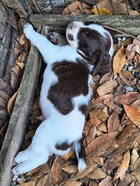 Cuccioli Springer Spaniel caccia tartufo