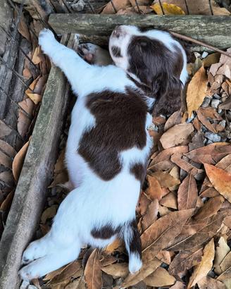 Cuccioli Springer Spaniel caccia tartufo