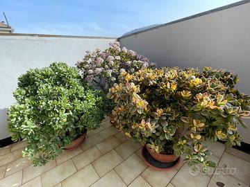 Piante grasse da esterno