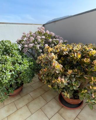 Piante grasse da esterno