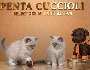 RAGDOLL CUCCIOLI - RAG-DOLL puppy - tuo a rate