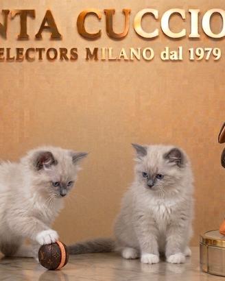 RAGDOLL CUCCIOLI - RAG-DOLL puppy - tuo a rate