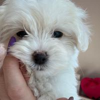 Maltese