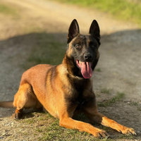 Malinois, selezione e addestramento securitydog