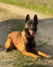 Malinois, selezione e addestramento securitydog