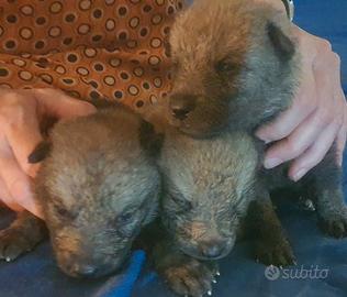 Cane lupo cecoslovacco e EurWdogs