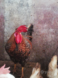 Galletti e galline