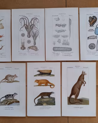 Litografie Zoologia 1831 Batelli Firenze
