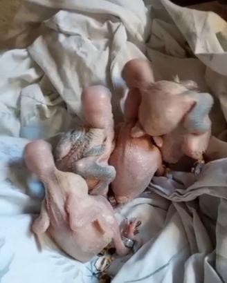 Parrocchetti del collare viola