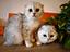 Immagine 4