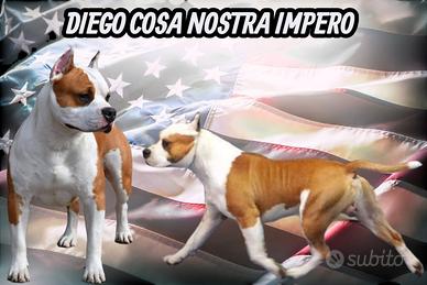 Amstaff adulto per M.O.N.T.E