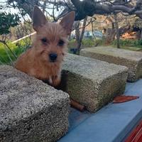 Picher-Chihuahua cucciolo maschio