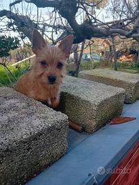 Picher-Chihuahua cucciolo maschio