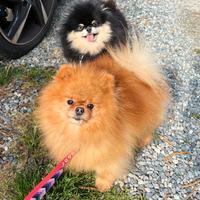 MONTA Volpino pomerania TOY spitz rosso