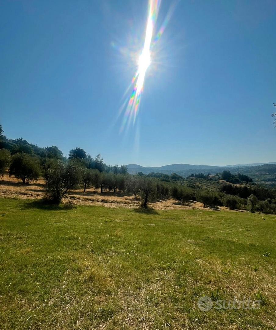 Terreno con oliveto e frutteto - Vista 4