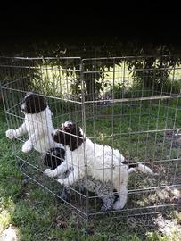 Cuccioli lagott/romagnolo