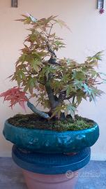 BONSAI ACERO PALMATO