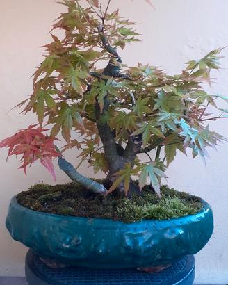 BONSAI ACERO PALMATO