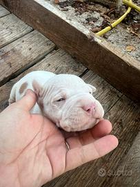 Cucciolo pitubull UKC maschio