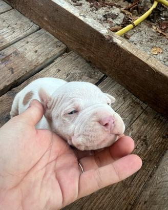 Cucciolo pitubull UKC maschio