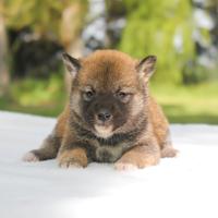 Cucciolo di Shiba