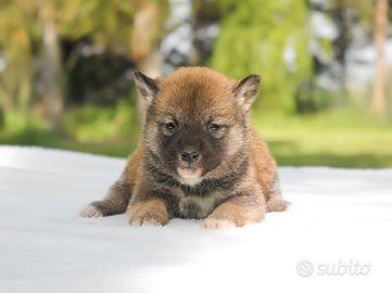 Cucciolo di Shiba